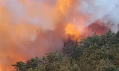 Bolu'da orman yangını maliyeti 780 milyon TL