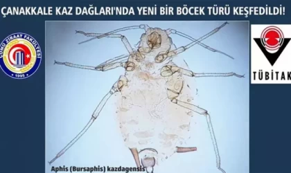 Kaz Dağları'nda yeni bir böcek türü keşfedildi