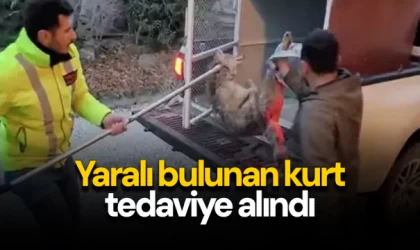 Yaralı bulunan kurt tedaviye alındı