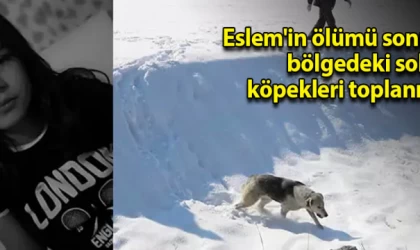 Eslem'in ölümü sonrası bölgedeki sokak köpekleri toplanıyor