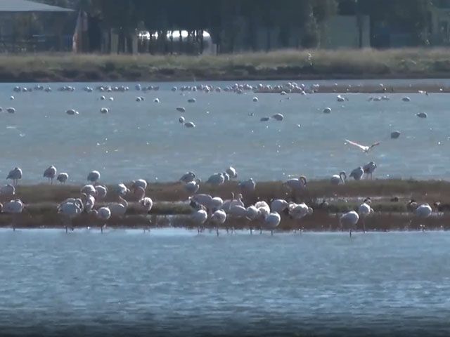 "Kuş oteli" Hersek Lagünü flamingolarla şenlendi