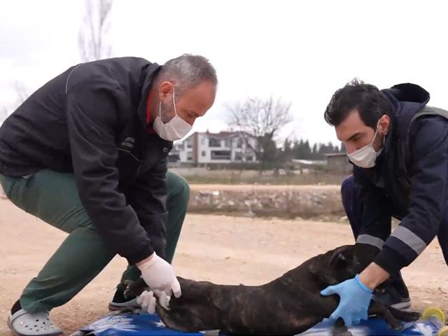 Yasaklı ırk köpek denetimi artırıldı