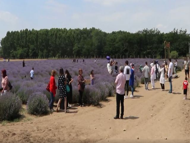 Edirne'deki lavanta tarlaları komşu illerden ziyaretçileri ağırlıyor