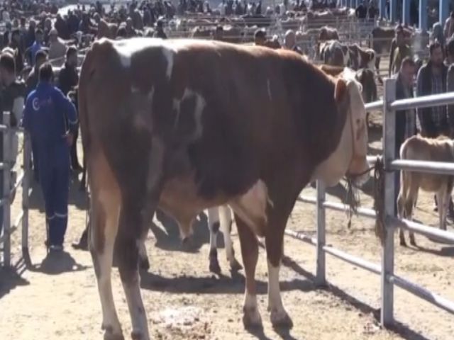 Kurbanlıklar pazara inince sıkı pazarlıklar da başladı