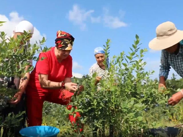 Istranca Dağları eteklerinde yetiştirilen yaban mersininde hasat başladı