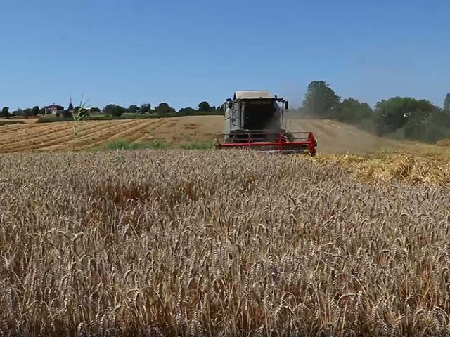 Trakya çiftçisi hasat mesaisinde sona yaklaştı