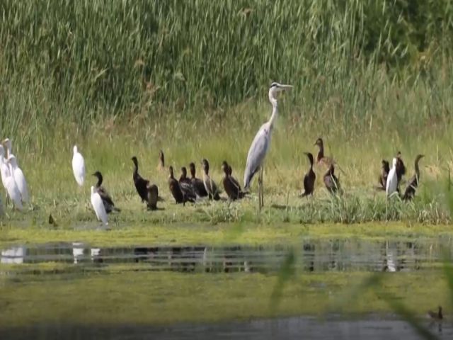 Ağrı Dağı'ndaki buzullar kurak iklime sahip milli parka hayat veriyor