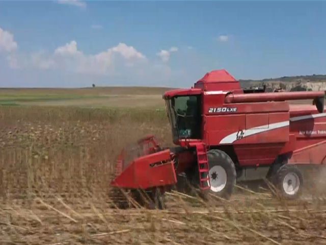 Türkiye'nin önemli ayçiçeği üretim merkezlerinden Edirne'de hasat mesaisi başladı