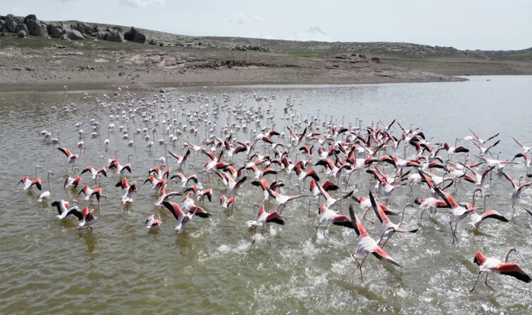 Flamingo görsel şöleni başladı