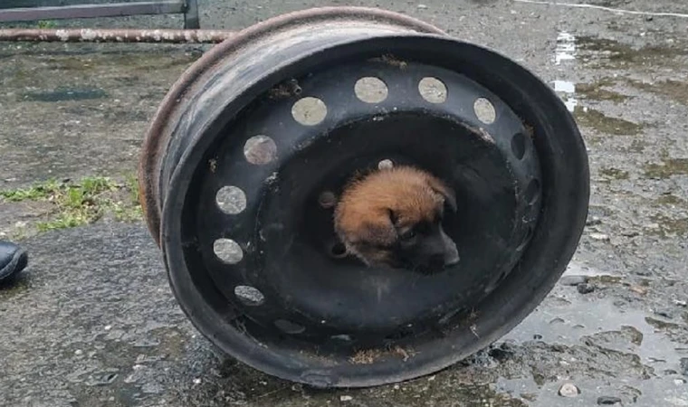 Kafası janta sıkışan köpeği itfaiye kurtardı