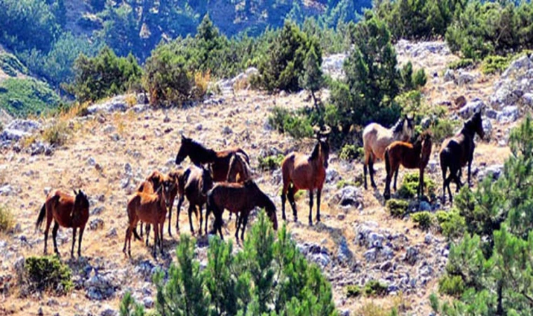 Spil Dağı’nda zengin doğal yaşam