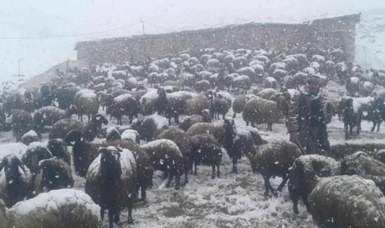 Kar yağışı besicileri etkiledi