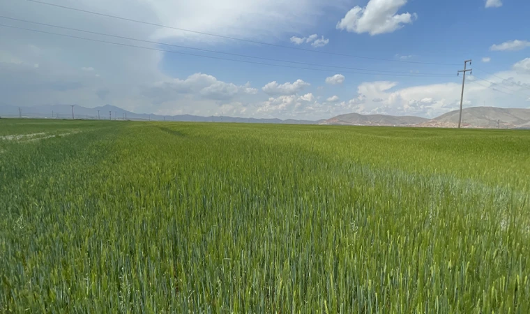 Konya Ovası son yılların en iyi bahar yağışını aldı