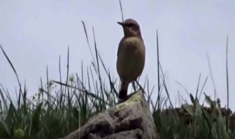 Şerefin Dağı ve Üç Tepeler canlanan doğasıyla dağcıların rotasında