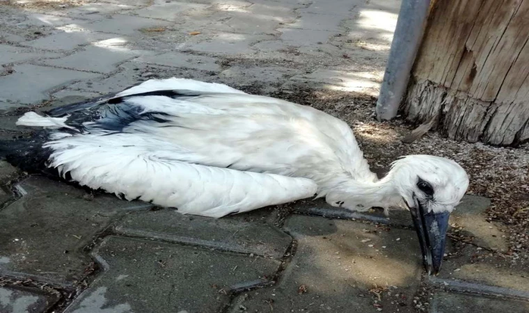 Caminin kubbesindeki yuvasından düşen leylek yavrusu tedaviye alındı