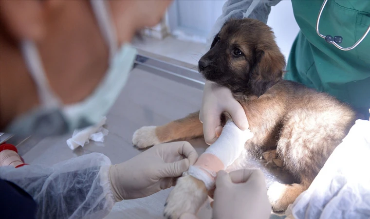 Veterinerler şiddet olaylarına tepki amacıyla iş bıraktı