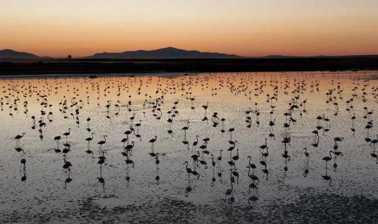 Tuz Gölü'nde bu yıl toplu flamingo ölümü olmadı, 4 bin 300 yavru tespit edildi