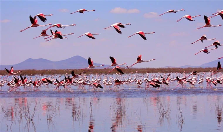 Konya'da flamingo yavruları göç yolculuğuna hazırlanıyor