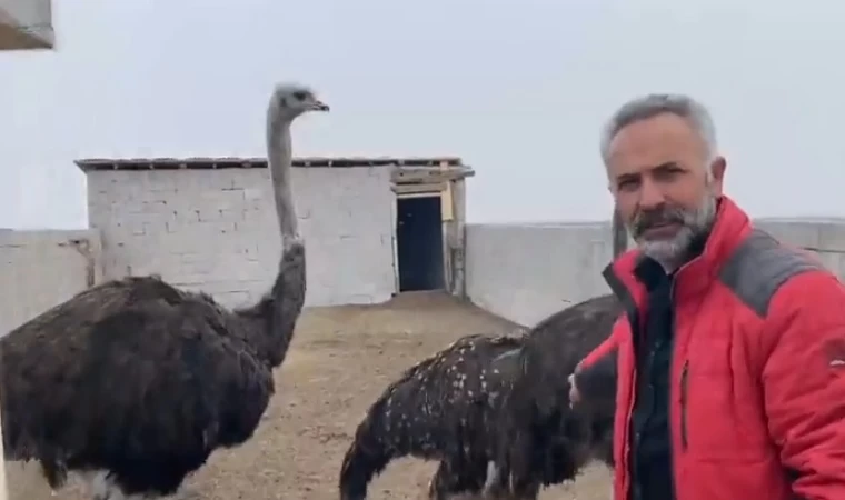 İstanbul'dan göç ettiği Kars'ta deve kuşu yetiştirmeye başladı